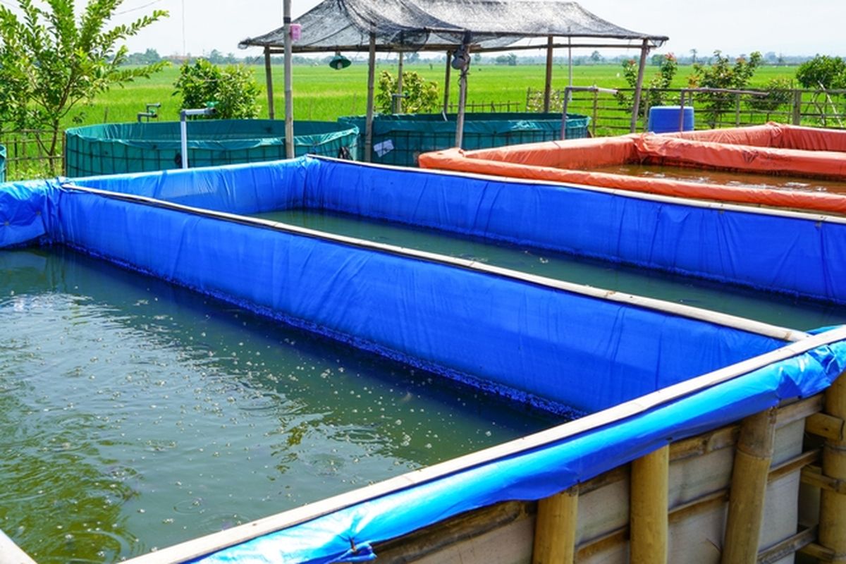 Ilustrasi budidaya ikan lele, kolam ikan lele.