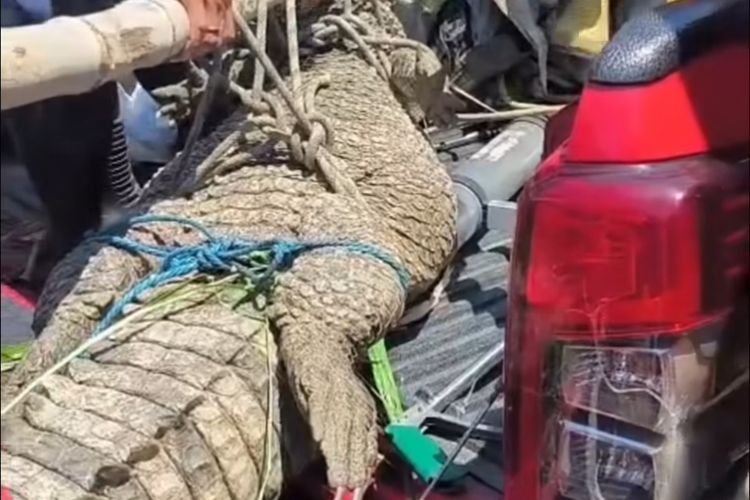 Buaya sepanjang 3 meter dievakuasi Damkar dan BPBD Sidoarjo-Jatim dari perkebunan tebu di Jabon, Sidoarjo, Rabu (6/8/2025)