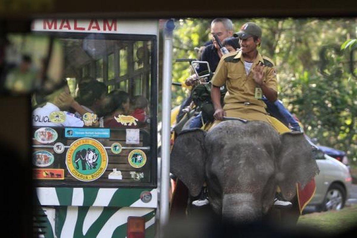 ILUSTRASI - Pengunjung menggunakan bus khusus berpapasan dengan gajah saat melintasi kawasan Taman Safari Indonesia, Cisarua, Bogor, Jawa Barat, Senin (21/9/2009). Saat libur Lebaran, tempat wisata ini mengalami lonjakan pengunjung yang drastis. Jalur safari untuk melihat langsung hewan liar terlihat padat dibanding hari biasa. 