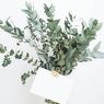 Perbedaan Eucalyptus dengan Kayu Putih, Kenali Ciri-cirinya