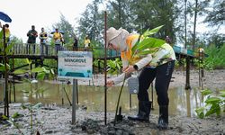 Kendalikan Perubahan Iklim, Otorita IKN Restorasi Pesisir Pantai Tanah Merah