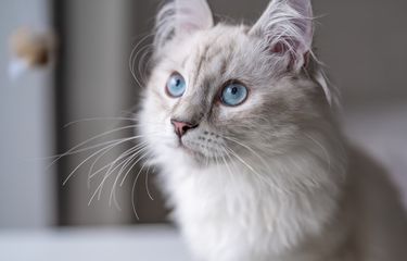 Wanita Ini "Menyusui" Kucing di Pesawat, Sempat Gegerkan Maskapai