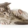 Alasan Mengapa Kucing Mengejar Ekornya Sendiri