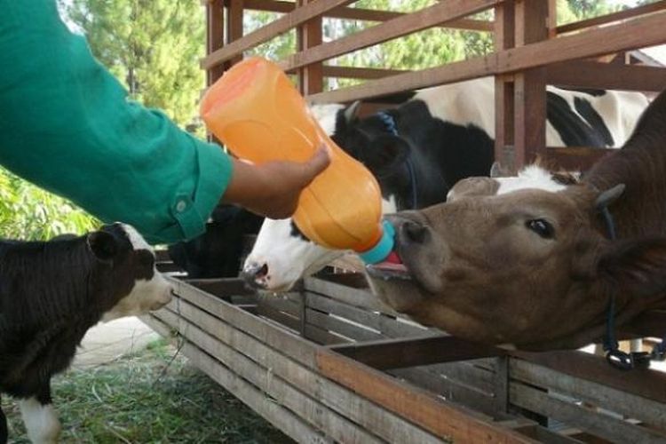 Memberi susu ke ternak sapi di Kuntum Farmfield 