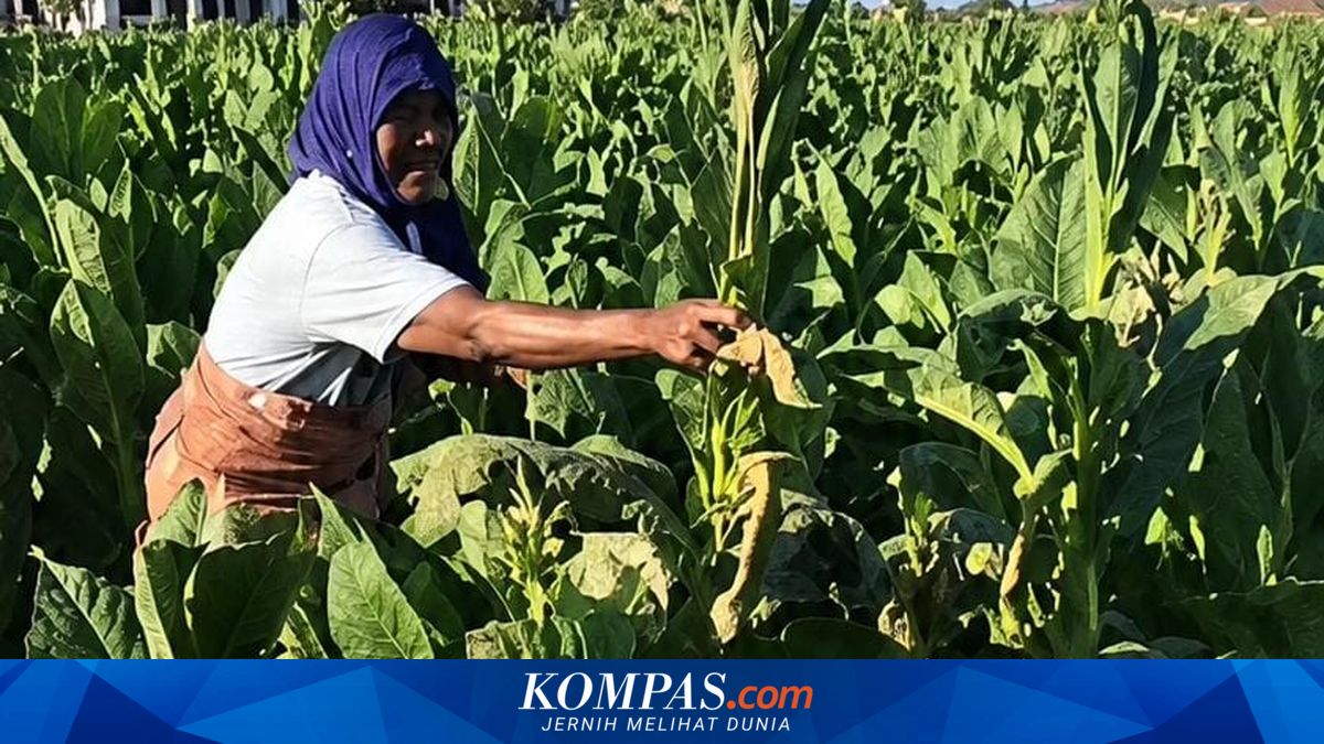 Tanaman Tembakau di Pamekasan Mendadak Mengering Jelang Panen, Pemilik Histeris