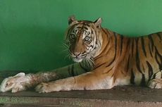 Patroli Nagari Dibentuk, Jaga Harimau Tetap Liar, Manusia Tetap Damai