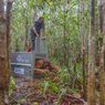 Habitat Berkurang, Orangutan Boncel Kembali Ditranslokasi ke Tempat Lain