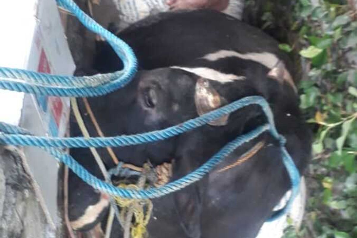 Seekor sapi terperosok di selokan di kawasan Duren Sawit, Jakarta Timur,  Kamis (30/7/2020)