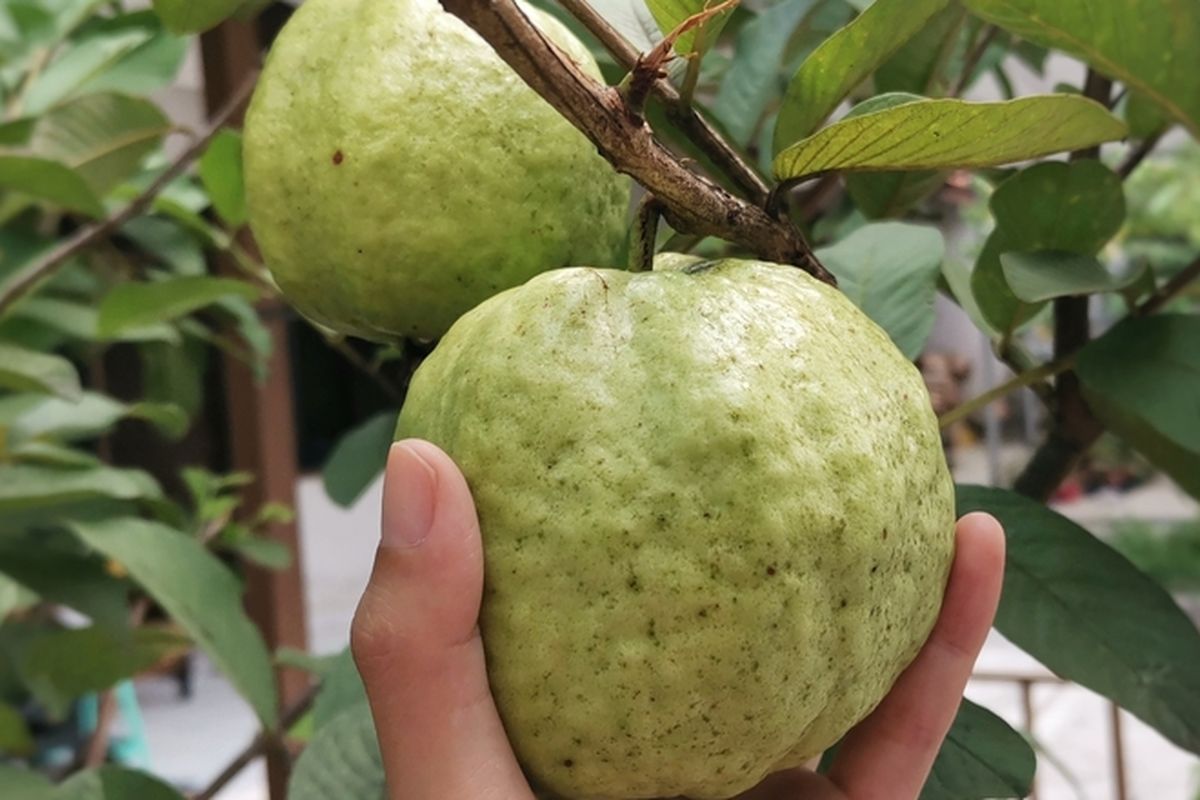 Ilustrasi jambu kristal, menanam jambu kristal.