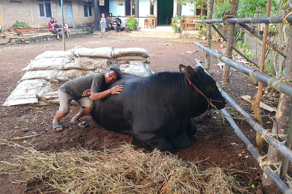 Sapi Bantuan Presiden RI Joko Widodo di Padukuhan Singkil, Kalurahan Tepus, Kapanewon Tepus, Gunungkidul. Selasa (27/6/2023)