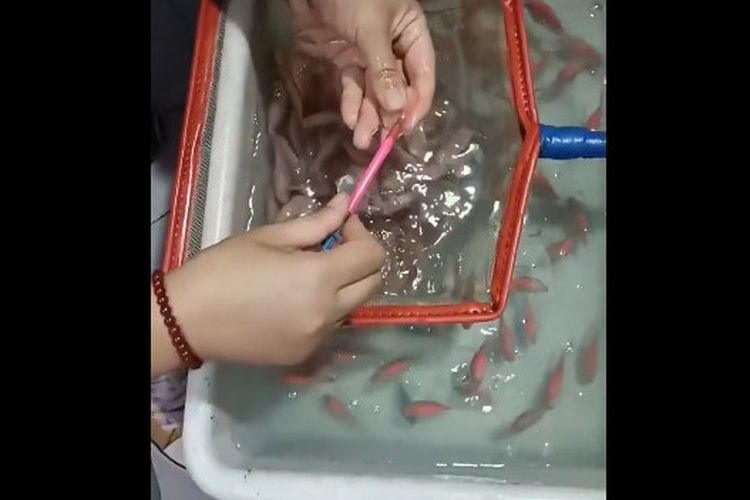 Ramai soal Ikan Transparan Disuntik Zat Pewarna, Pakar: Bisa Picu Kematian