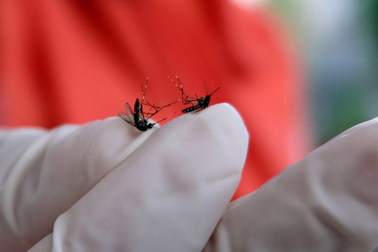 Petugas Dinas Kesehatan menunjukkan nyamuk saat melakukan kegiatan pemberantasan jentik nyamuk di kawasan kota Temanggung, Jawa Tengah, Rabu (6/2/2019). Kegiatan hasil kerja sama Dinas Kesehatan dengan Pramuka Saka Bhakti Husada tersebut untuk mengantisipasi berkembangnya nyamuk Aedes Aegypti penyebab demam berdarah dengue (DBD) yang mewabah di sejumlah daerah.