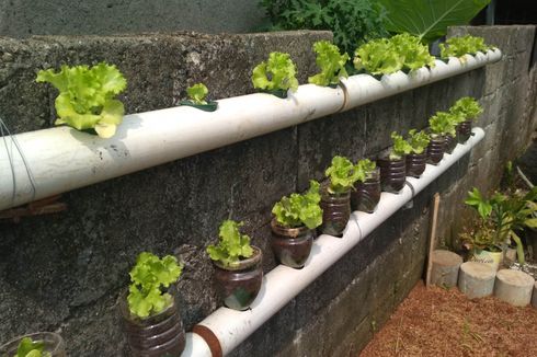 Mengintip Urban Farming, Hobi yang Kini Tengah 