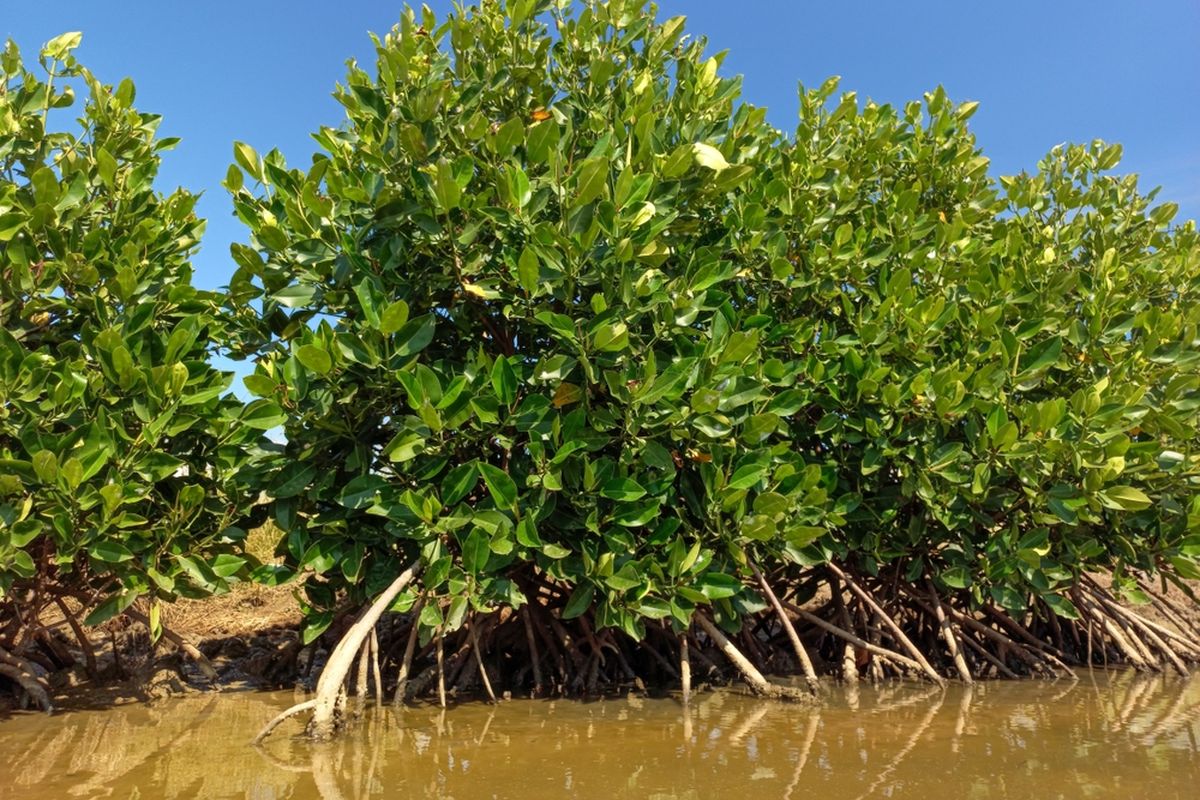 Ilustrasi pohon mangrove. 