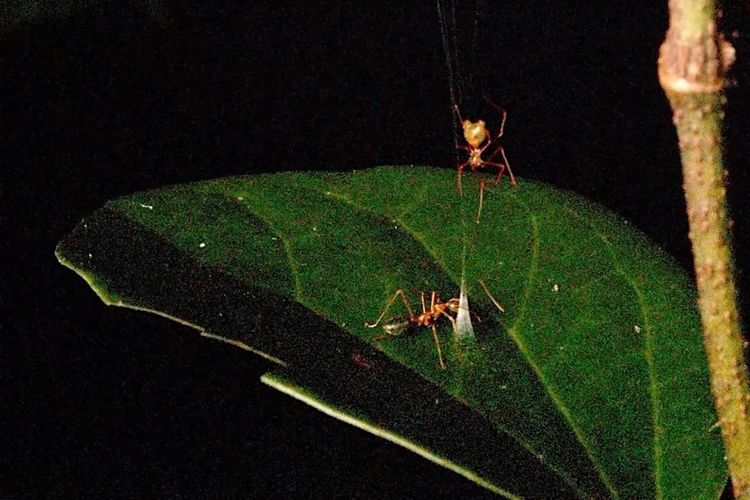 Spesies Baru Laba-Laba Ini Jebak Semut Hijau dengan Katapel dari Sutra