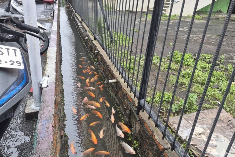 Warga Duren Sawit Sulap Selokan Jadi Ladang Cuan, Intip Rahasianya