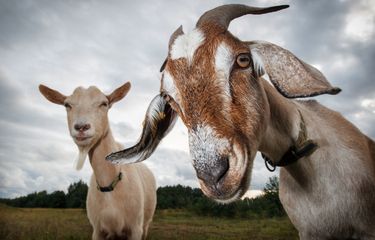 4 Perbedaan Kambing dan Domba Halaman all - Kompas.com