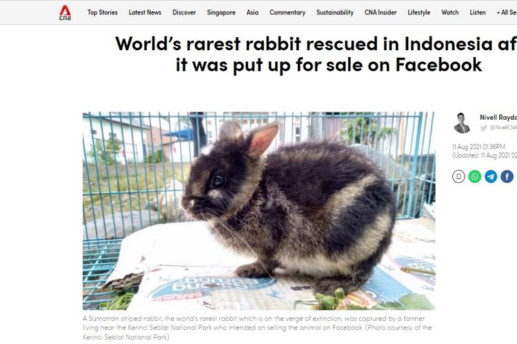 Tangkapan layar pemberitaan Channel News Asia pada 11 Agustus 2021, tentang kelinci belang Sumatera yang dijual di Facebook tetapi berhasil diselamatkan.