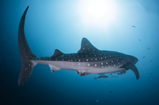 Individu Baru Ditemukan, Kini Terdapat 203 Hiu Paus di Whale Shark Center PIS-KLHK