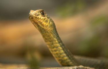 Oshxonada porno jinsiy aloqa