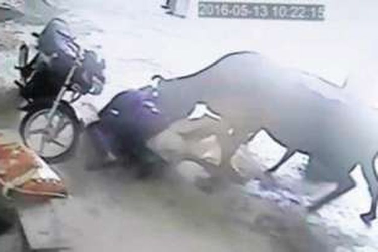 Dalam foto yang diambil dari rekaman CCTV ini terlihat seekor sapi bertubuh cukup besar menyerang seorang pria yang coba menusuk seorang gadis.