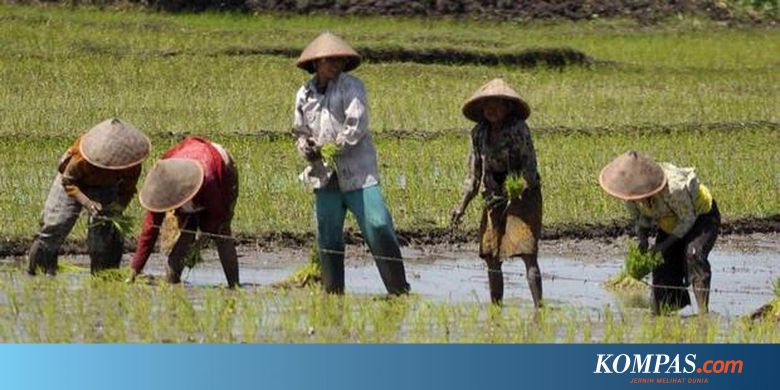 Pak Tani Menanam Padi Di