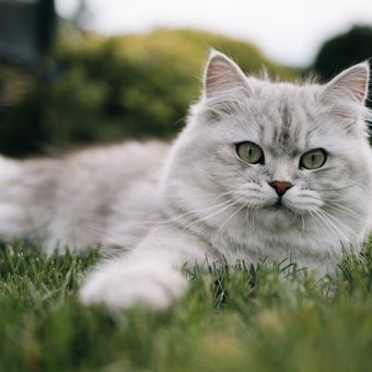 Ilustrasi ras kucing British Longhair. 