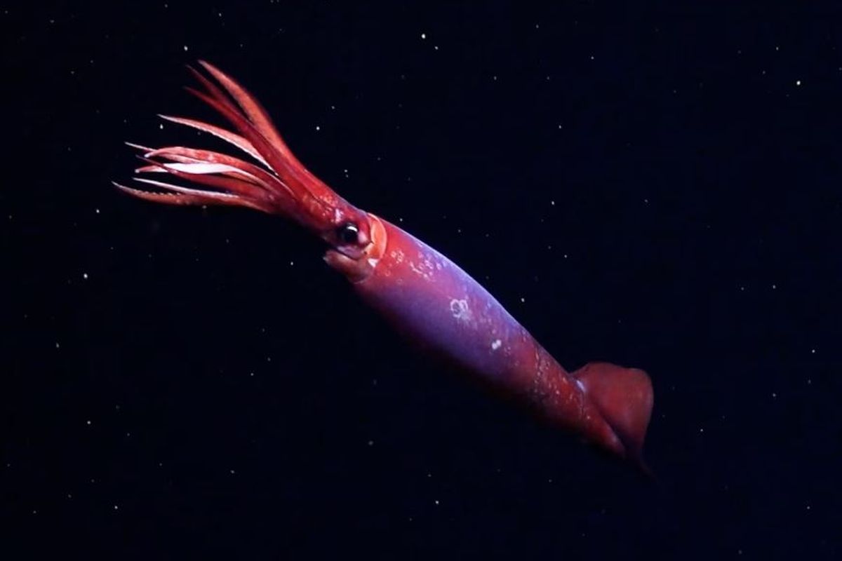 Di perairan dingin dekat Antartika, cumi-cumi yang sulit ditangkap, Gonatus antarcticus, baru-baru ini terlihat oleh kendaraan yang dioperasikan dari jarak jauh. Ini adalah pertama kalinya cumi-cumi ini terlihat hidup.