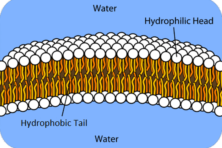 Bilayer fosfolipid yang bersifat amfifilik