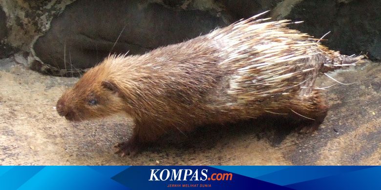 Seri Hewan Nusantara Landak Jawa Satwa Dilindungi Dan Durinya Kaya Nutirisi Halaman All Kompas Com