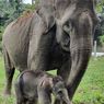 Kabar Gembira, Gajah Sari Melahirkan Anak Kedua