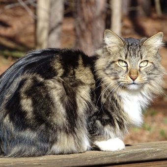 Ilustrasi kucing American bobtail.