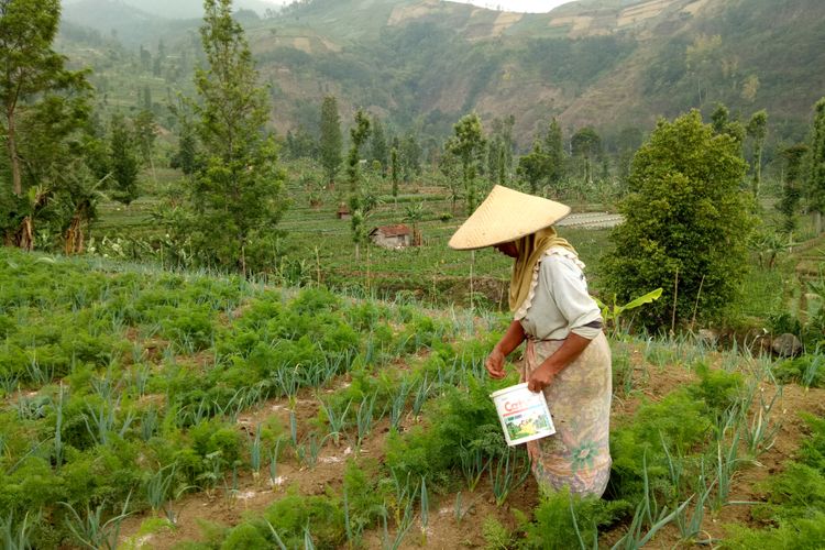 Seorang perempuan petani  sedang menyebar pupuk, dan menyiangi tanaman daun bawang miliknya. Kebunnya tak jauh dari kebun petani sayur mayur, Mpud di Desa Arga Mukti, Kecamatan Argapura, Majalengka, Jawa Barat. 