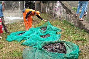 Daging Ikan Sapu-sapu di Kali Ciliwung Jaktim Dijual untuk Siomay dan Pakan Bebek