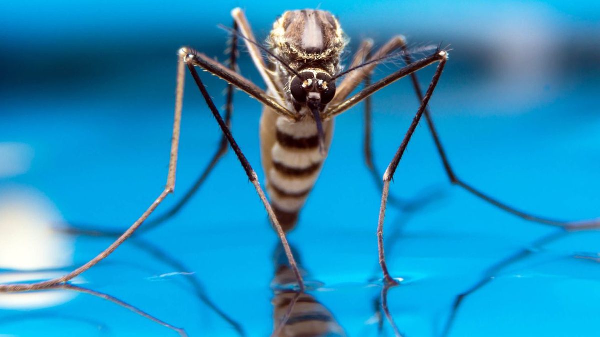 Eco-Repel Spray: UNG Researchers Turn Corn Waste and Papaya Leaves into Malaria Mosquito Repellent