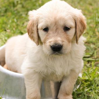 Ilustrasi anak anjing Golden Retriever. 