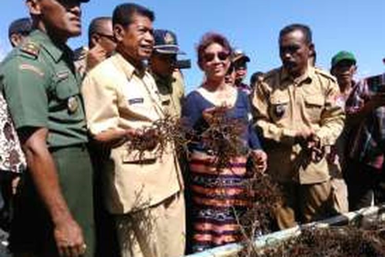 Menteri Kelautan dan Perikanan Susi Pudjiastuti meninjau rumput laut hasil budidaya masyarakat Desa Babukerong, Lembata, NTT, Sabtu (11/6/2016). Tahun ini, DJPB KKP menganggarkan Rp 150 miliar untuk program budidaya rumput laut.