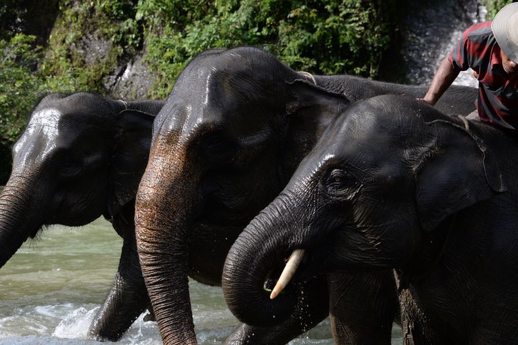 Atraksi memandikan gajah menjadi favorit di ekowisata Tangkahan.