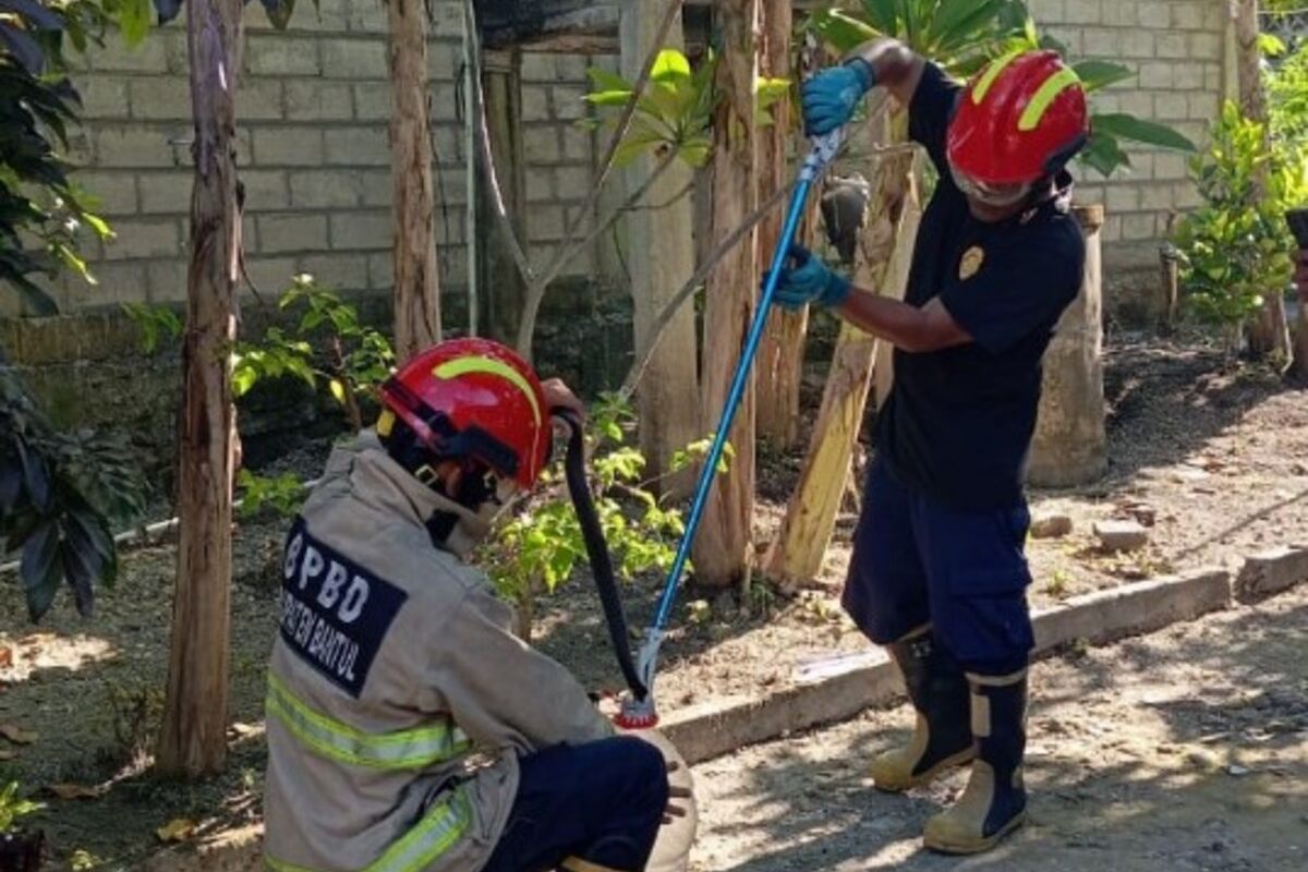 Sedang Duduk Santai, Warga Bantul Melihat Ular Kobra Sepanjang 50 cm