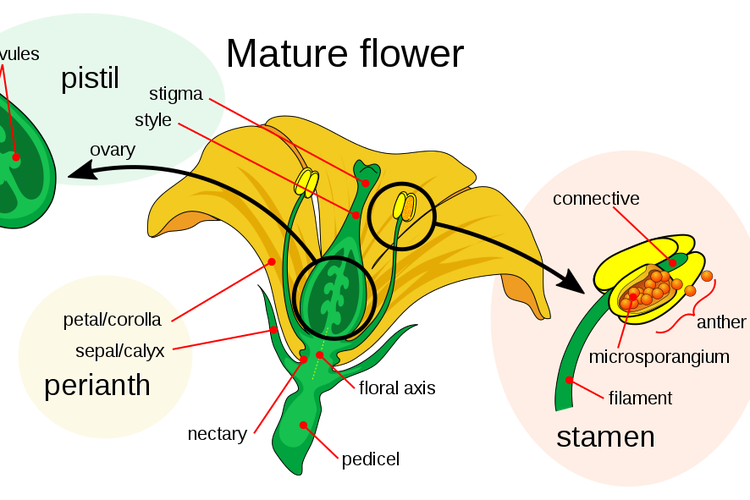 Diagram bagian-bagian bunga