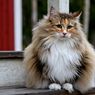 9 Fakta Menarik Kucing Norwegian Forest, Hampir Punah dan Cerita Mitos