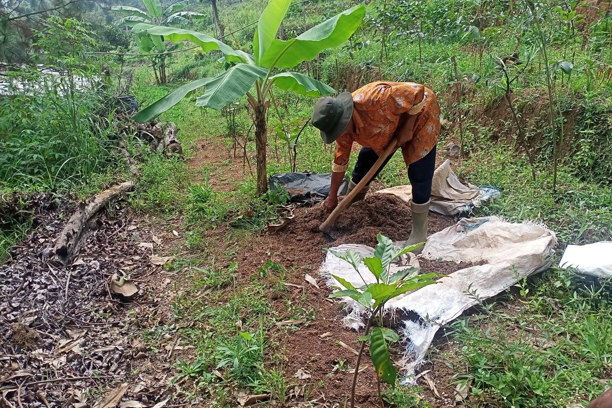 Abah Ajo (64) seorang petani yang berhasil mengajarkan ratusan sarjana jurusan pertanian. Hampir separuh hidupnya didedikasikan di dunia pertanian. Usianya yang sudah renta, Abah Ajo masih saja menanam berbagai jenis komoditi mulai dari Kopi, Kayu Manis, Kacang Tanah hingga Buncis di sebuah lahan milik orang lain di Desa Ciporeat, Kecamatan Cilengkrang, Kabupaten Bandung, Jawa Barat.