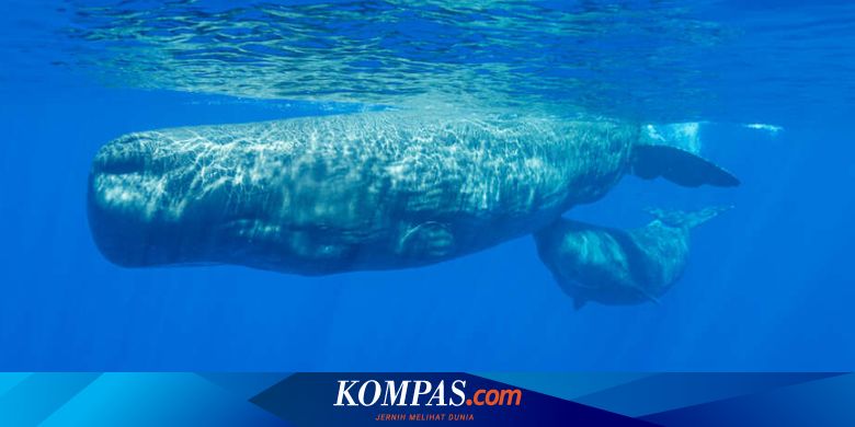 Xotin erini sevgilisi ortidan mushukini yalashga majbur qiladi