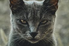 Cara Mengetahui Apakah Kucing Memiliki Kecenderungan Psikopat