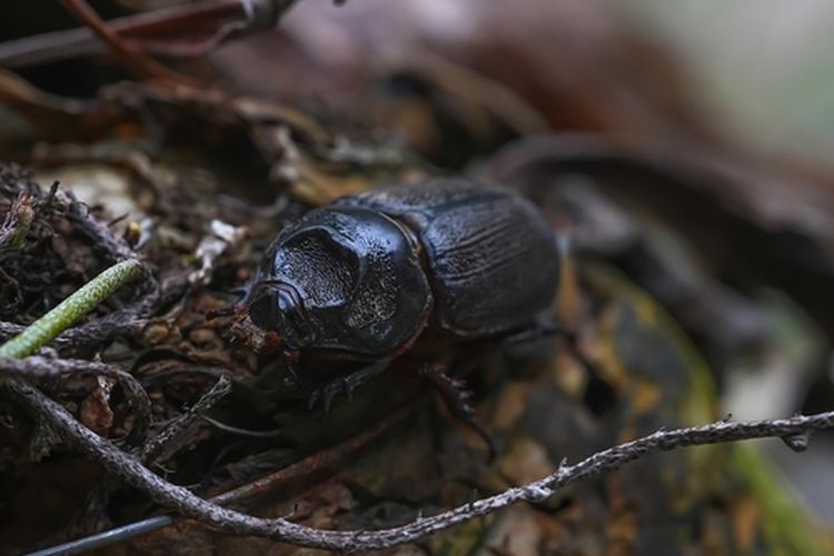 Ilustrasi Oryctes rhinoceros atau kumbang nyiur pada kelapa