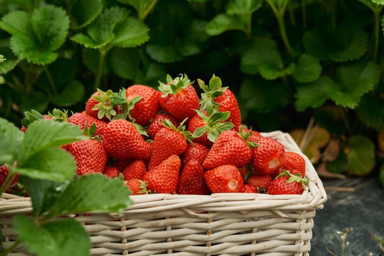 Ilustrasi strawberry, menanam strawberry. 