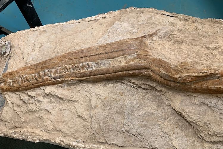 Penemuan fosil ichthyosaurus di pedalaman Queensland Australia. 