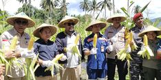 Panen Perdana, Sinergi Antam dan Petani Jagung di Maluku Utara Hasilkan 3.352 Tongkol Jagung