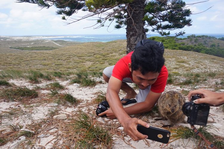 Wisatawan berusaha swafoto dengan quokka di Pulau Rottnest, Australia Barat. Foto diambil pada Jumat (9/2/2018).