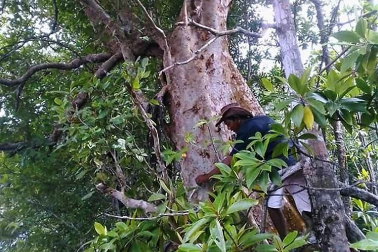 Umar Pasandre, warga Suku bajau di Desa Torosiaje memperingati hari pohon sedunia dengan keliling hutan mangrove yang dikelolanya. ia memanjat pohon tua yang masih bertahan di pesisir pantai Popayato Kabupaten Pohuwato.